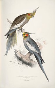 Nymphicus hollandicus de Edward Lear